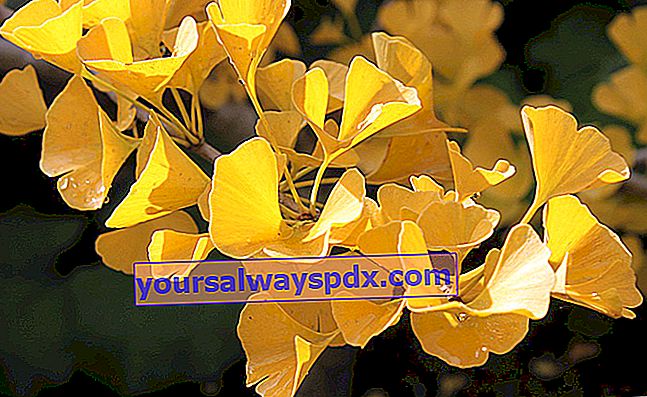 gyldne gule blade af Ginkgo biloba om efteråret
