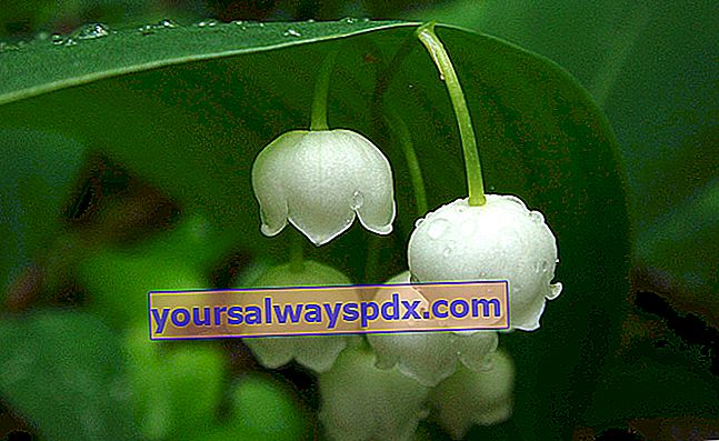 Lily of the valley (Convallarla majalis), bunga taman