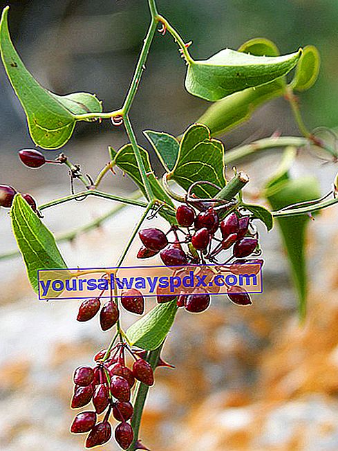 Tumbuhan dari negara Smurf, sarsaparilla (Smilax aspera L.) atau bindweed berduri: penanaman, pemeliharaan
