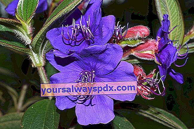 Tibouchine d'Urville (Tibouchina urvilleana) mit Blüten in Purpurtönen