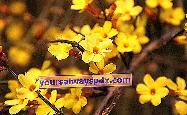 Vinterjasmin (Jasminum nudiflorum) eller gul jasmin
