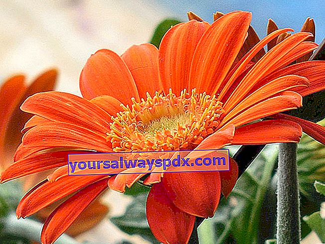 Gerbera, farvede tusindfryd, blomst