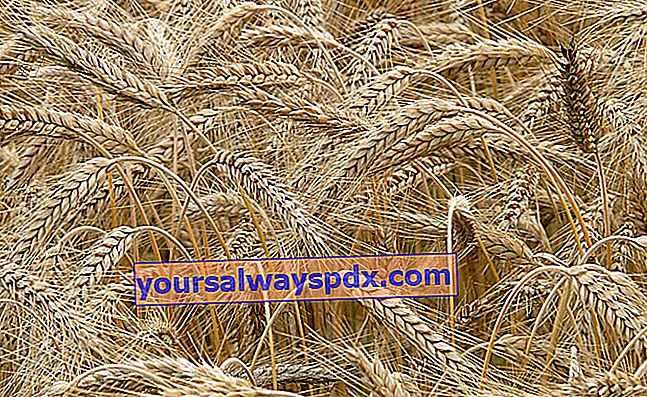 Rye (Secale cereale L.), budaya yang sangat mudah