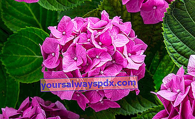 Bunga hydrangea atau hydrangea merah jambu