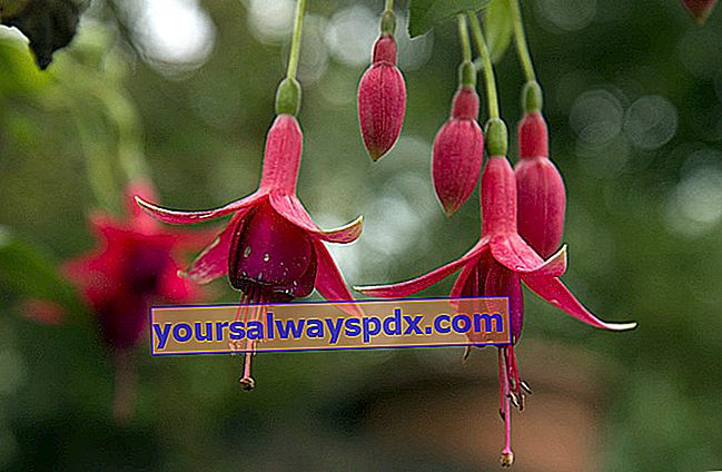 fuchsia (Fuchsia x hybrida)