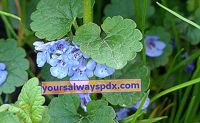 borostyán, természetes talajtakaró kék virágokkal