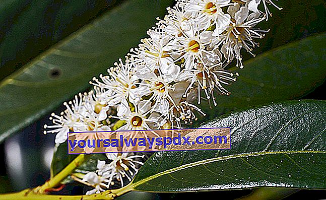 Palmenlorbeer (Prunus laurocerasus) oder Kirschlorbeer