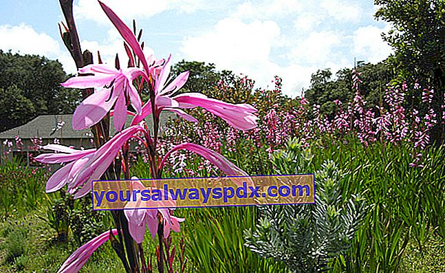 Watsonia (Watsonia sp.), Hagymás, magas virágcsúcsokkal