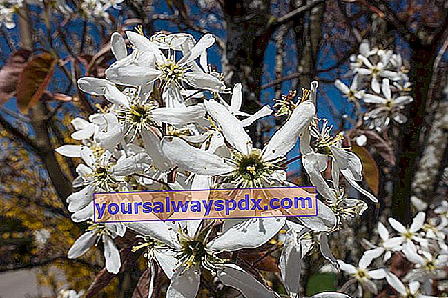 Serviceberry-Blüten (Amelanchier canadensis): Baum, Pflanzen, Anbau