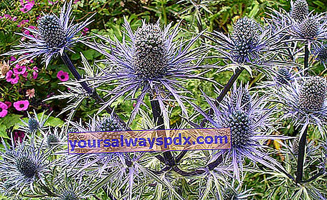 גדילן כחול אלפיני (Eryngium alpinum)