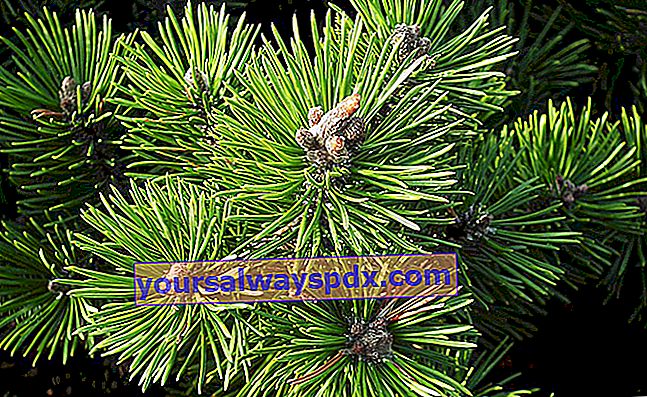 Mugo Pine oder Mountain Pine Nadeln