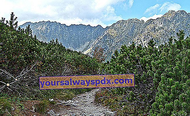 אורן מוגו (Pinus mugo) או אורן הרים