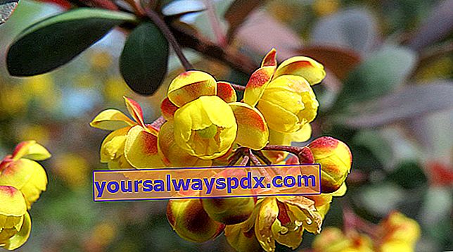 Darwins Berberis (Berberis darwinii) mit seinen gelb-orangen Blüten im Frühjahr
