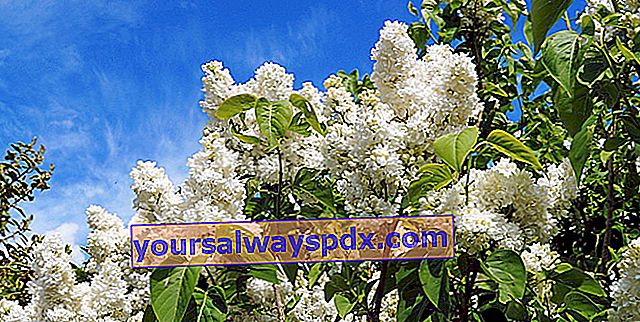 Flieder (Syringa vulgaris) blüht im Frühjahr