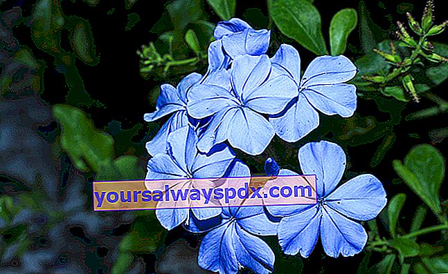 Cape plumbago (Plumbago Auriculata): bunga taman