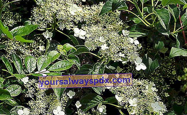 Klatring af hortensia (Hydrangea petiolaris) for en mur i nord