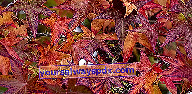 Liquidambarまたはcopalme（Liquidambar styraciflua）、秋の木