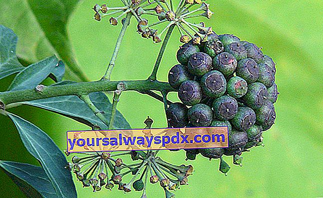 sorte frugter af klatrende vedbend
