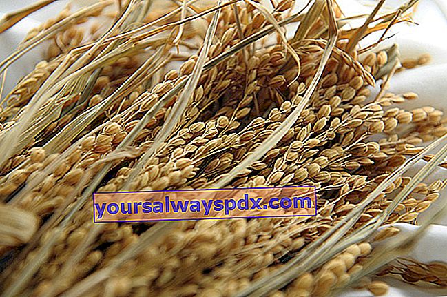 Reis, asiatisches Getreide