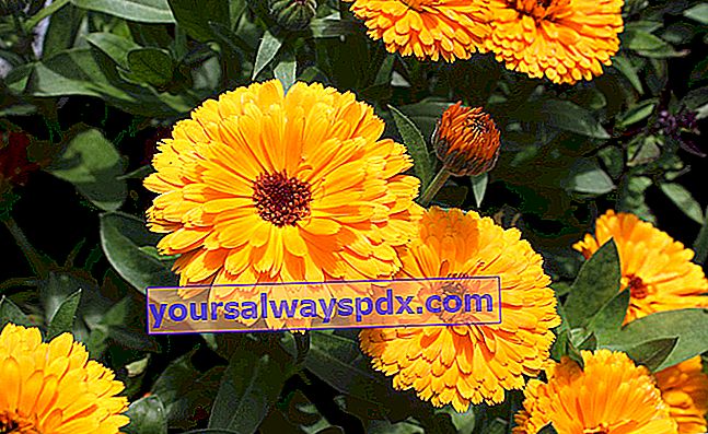 Marigold (Calendula Officinalis), bunga obat