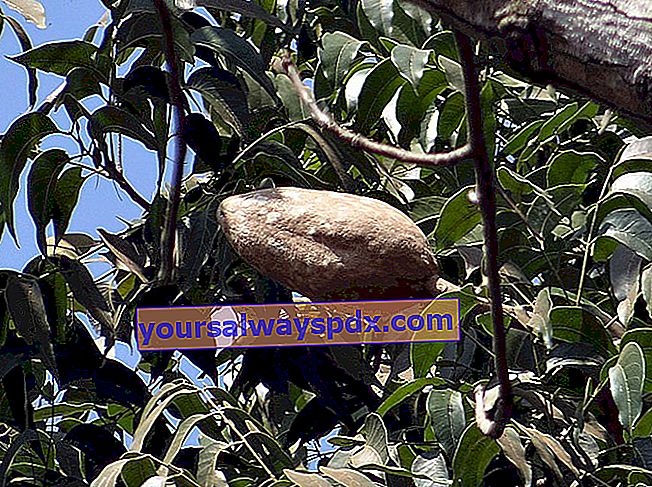Mahogni (Swietenia macrophylla), redwood-træet: plantning, vækst