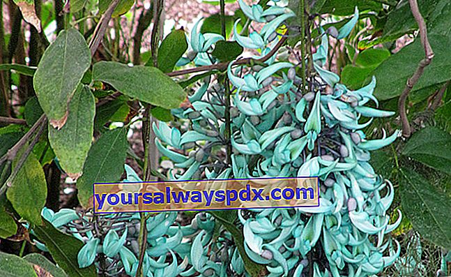 Jade liana (Strongylodon macrobotrys) i drivhus