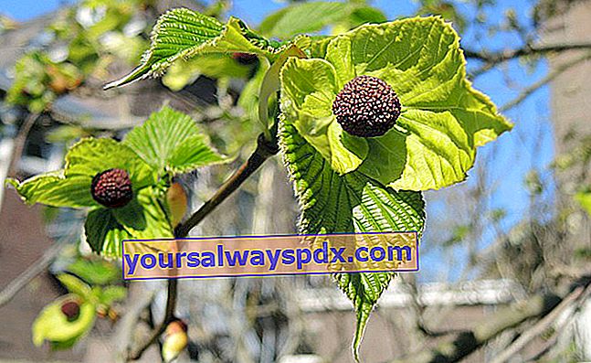 frugter af lommetørklædetræet (Davidia involucrata)