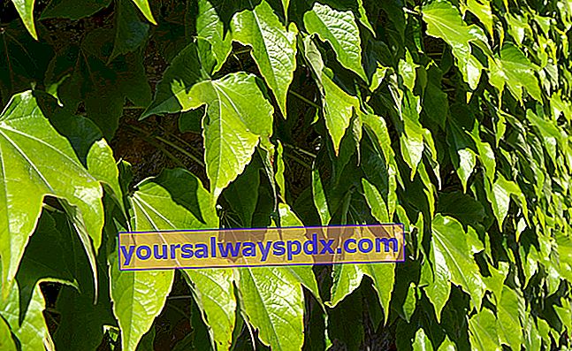 Virginiai kúszónövény (Parthenocissus spp.)