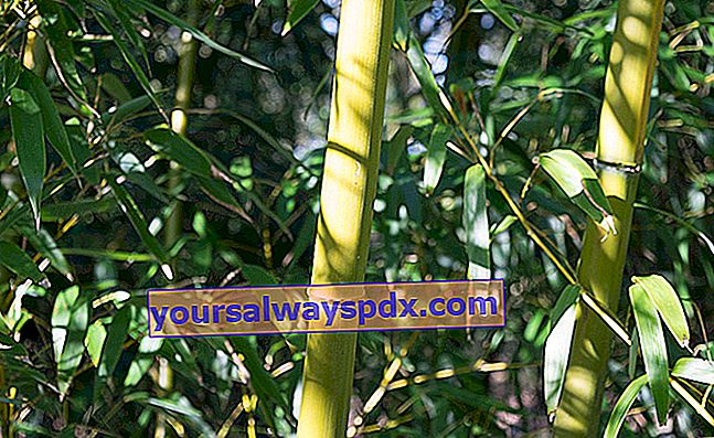 Bambusstöcke