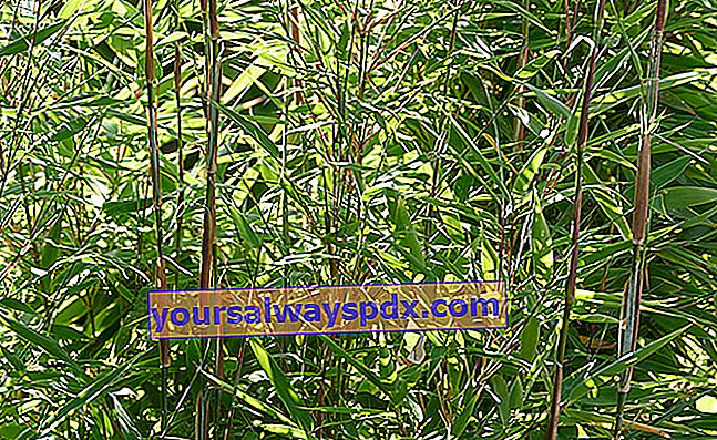 Bambus (Phyllostachys): Wachsen und Pflegen des Strauchs im Garten