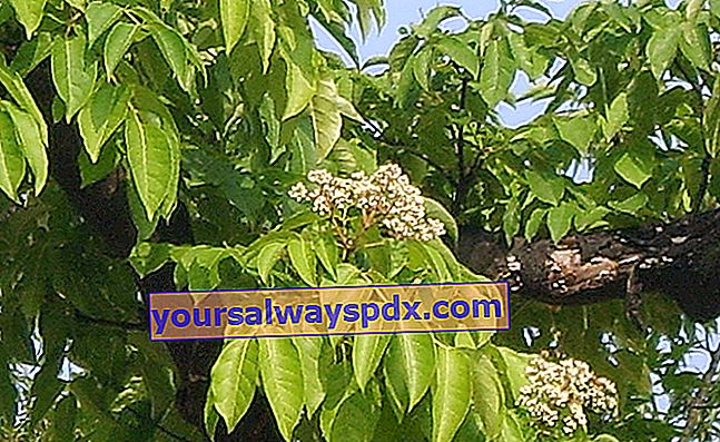 Honigbaum (Tetradium daniellii) oder Euodia, sehr wohlriechend