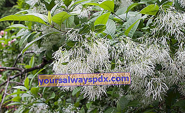 Pokok salji (Chionanthus virginicus) atau pokok pinggiran