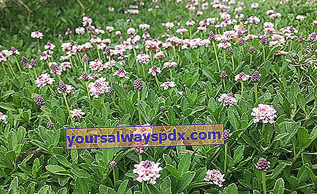 Lippia (Phyla nodiflora), alternatif untuk rumput