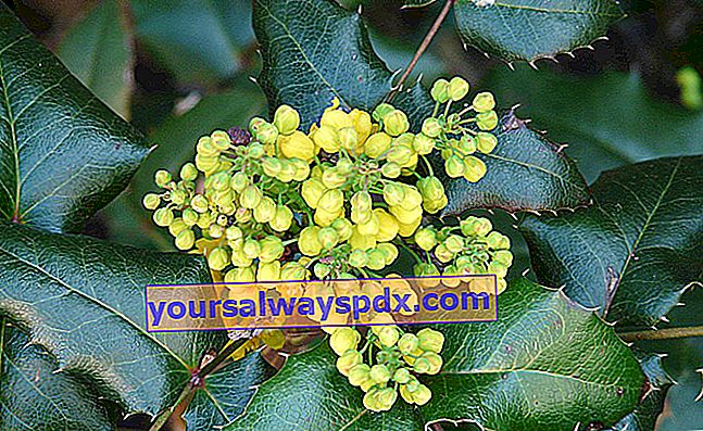 Mahonia (Mahonia spp.), Seperti holly berbunga kuning