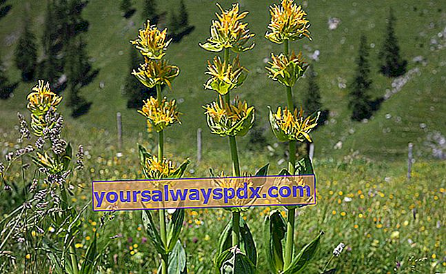 genziana grande o genziana gialla (Gentiana lutea) con fiori gialli