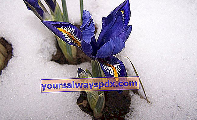 im Winter blühende retikulierte Iris (Iris reticulata)