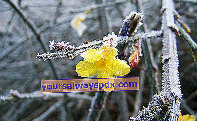 Winterjasmin (Jasminum nudiflorum) mit seinen mehreren gelben Blüten