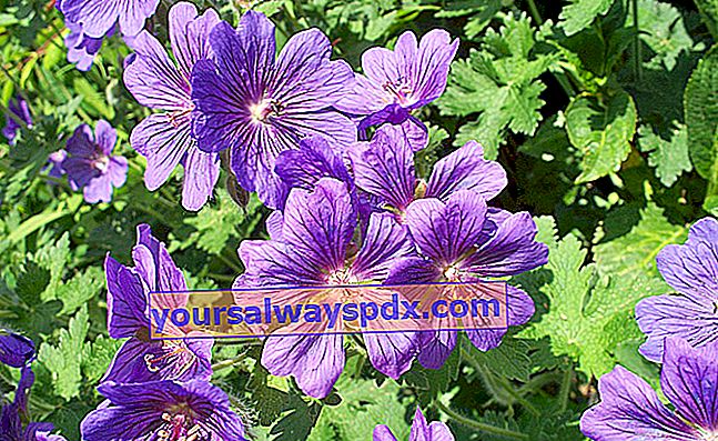 geranio perenne con fiori viola