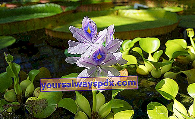 dekorative Wasserhyazinthe in einem Gartenteich