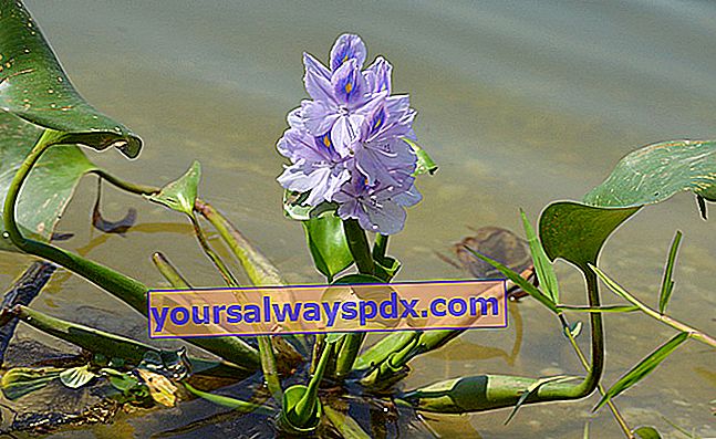 Giacinto d'acqua (Eichhornia crassipes) o camalote