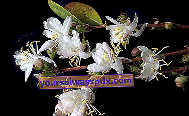Wintergeißblatt (Lonicera fragrantissama), sehr duftend