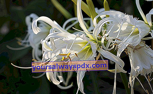 ismene (Hymenocallis x festalis) atau lily labah-labah atau daffodil Peru