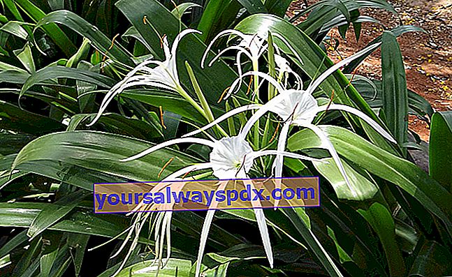 Ismene (Hymenocallis festalis) atau spider lily