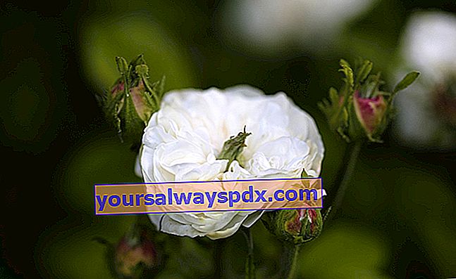 Rose Mme Hardy - Mawar Putih