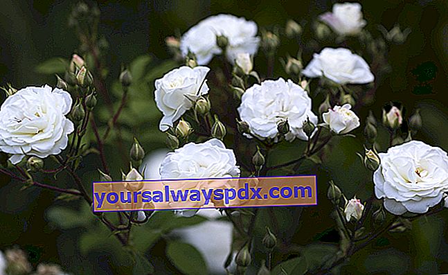 רוז בלאנש מורו - ורד לבן