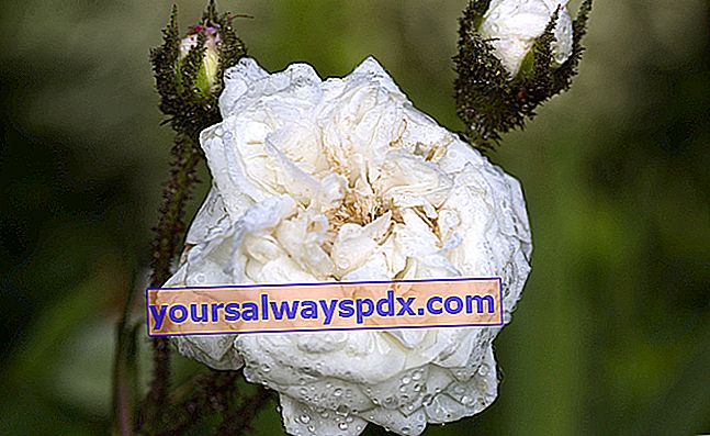 Rose Midtsommer Sne - Hvid rose