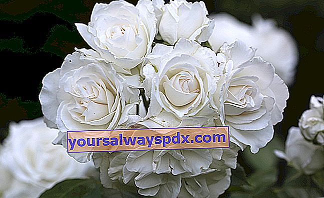 Rose Annapurna - Hvid rose