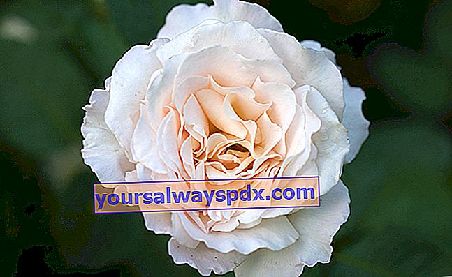 Rose Jardin de Bagatelle - Trandafir alb