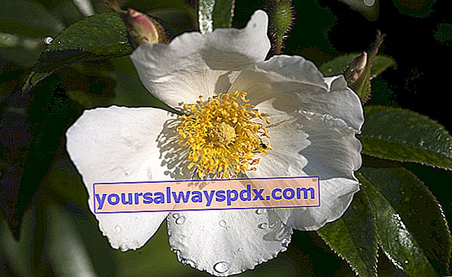 Rose Rosa Cooperii - Weiße Rose