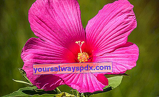 Lyserød blomstrende sumphibiscus